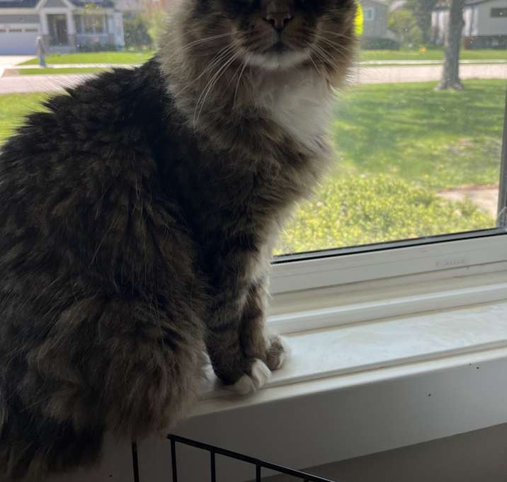 Photo of Simba