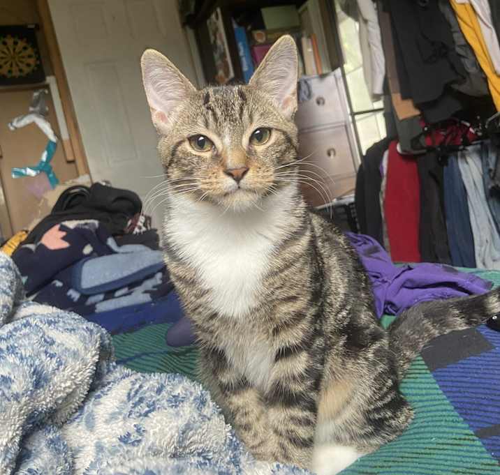 Photo of Biscuit