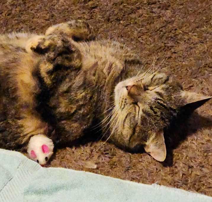 Photo of Leia