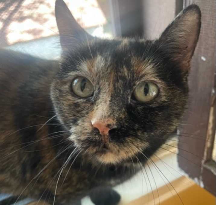 Photo of Shasta