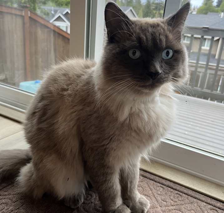 Photo of Shadow