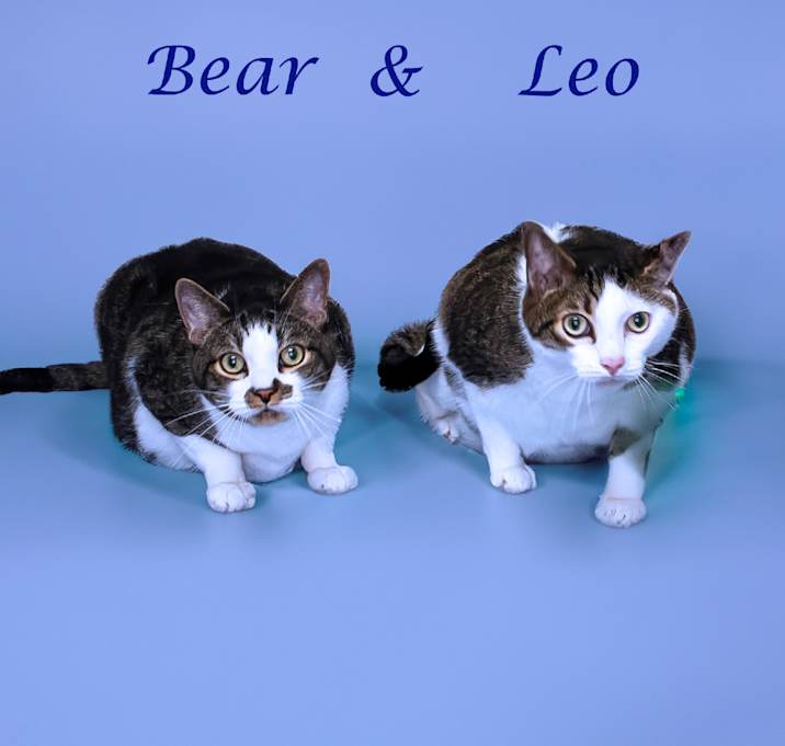 Photo of Leo C25-130