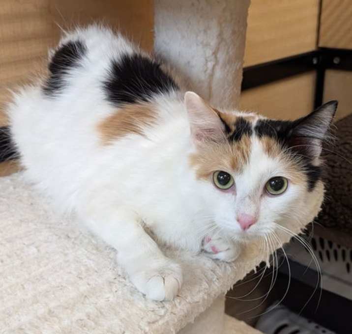 Photo of Bashful