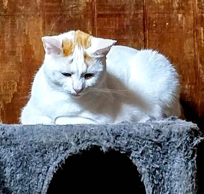 Photo of Sweetie Pie