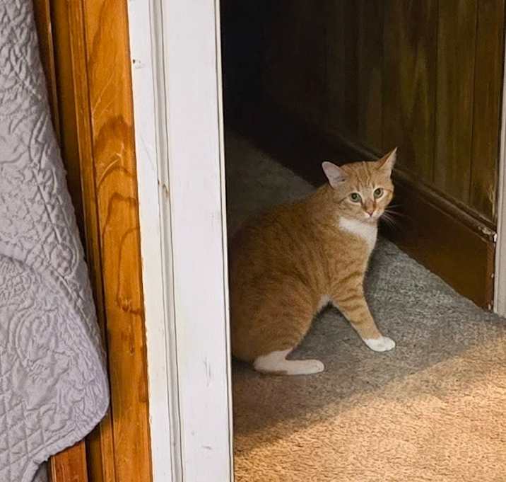 Photo of Gizmo