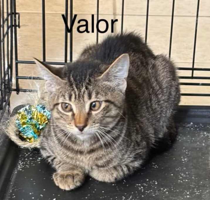 Photo of Valor (Mall of NH)