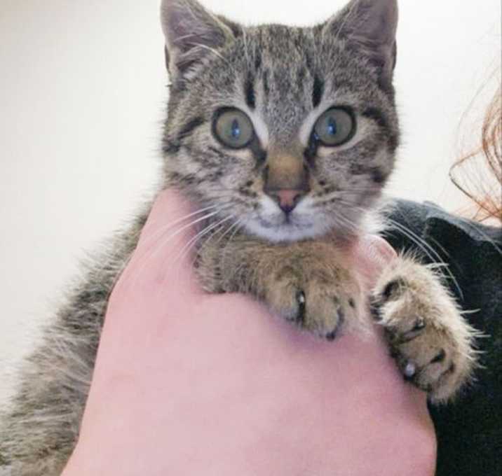 Photo of Little Kitty