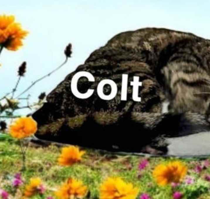 Photo of Colt