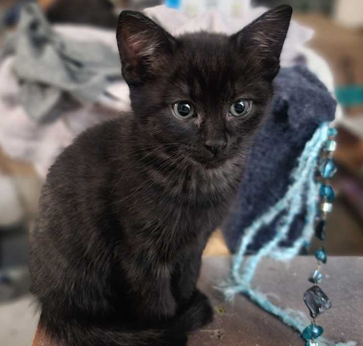 Photo of Kittens- 2 Pair
