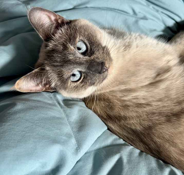 Photo of Willow