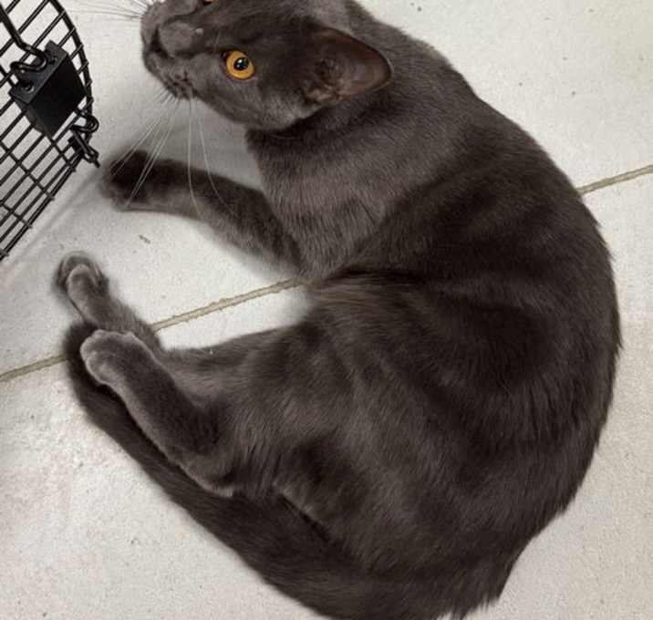 Photo of Swiper Grey (TAS#38)