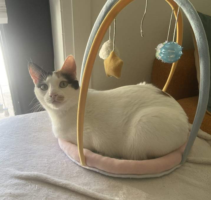 Photo of Chanel