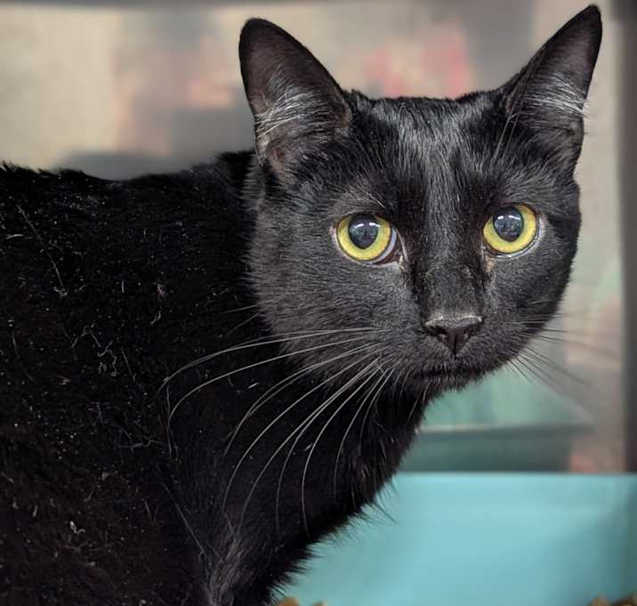 Photo of Midnight