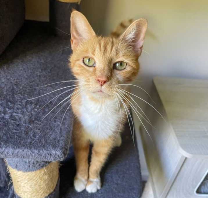 Photo of Nesta - FIV positive