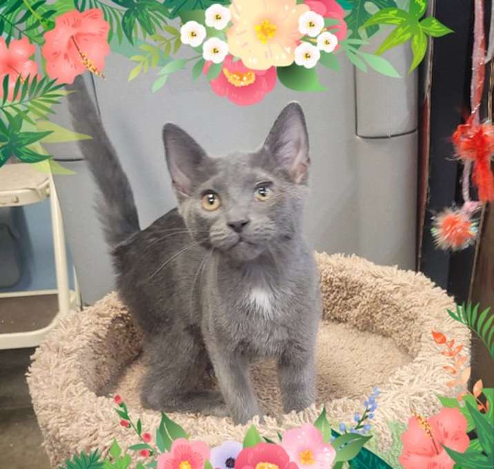Photo of Z Litter: Zailynn PENDING ADOPTION