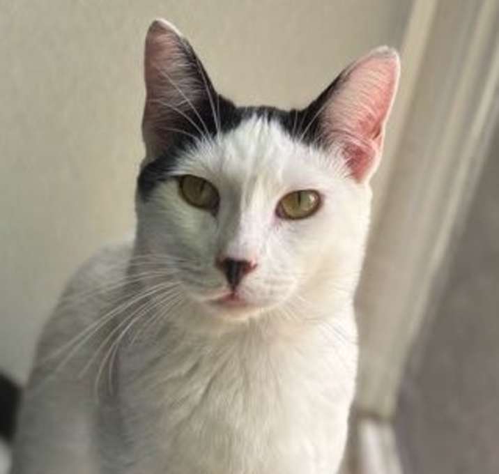 Photo of Frost