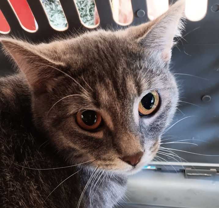 Photo of Mochi