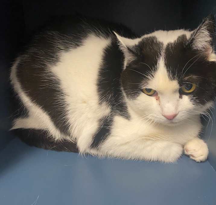 Photo of Domino