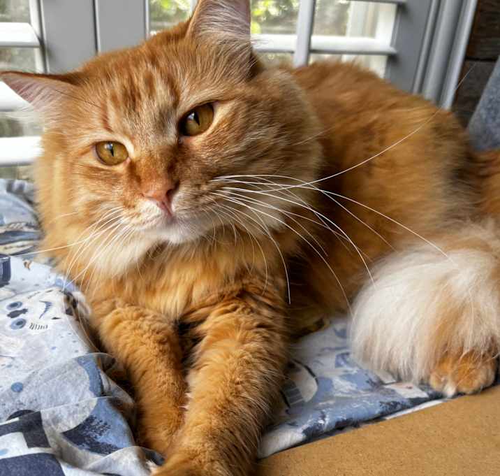 Photo of Punkin