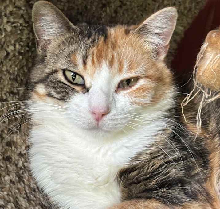 Photo of Bell