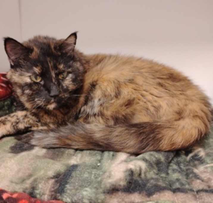 Photo of Reeses