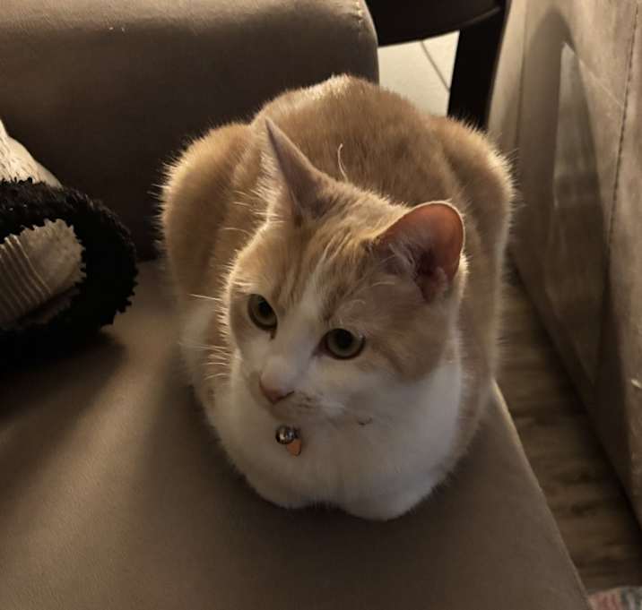 Photo of Stella