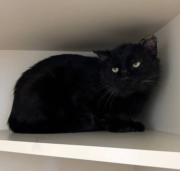 Photo of Onyx