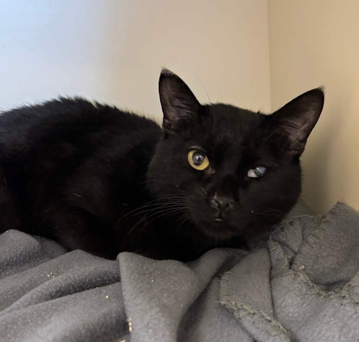 Photo of Mittens