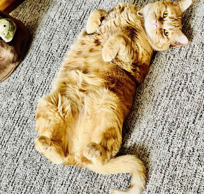 Photo of Munchkin