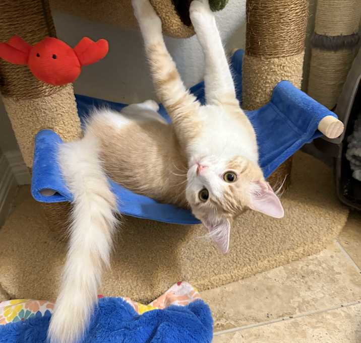 Photo of Mango