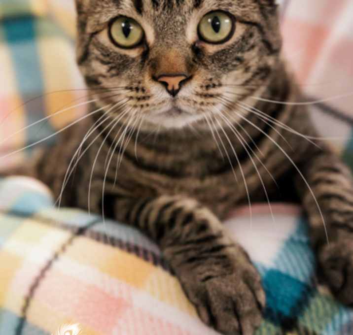 Photo of Mr. Kitty