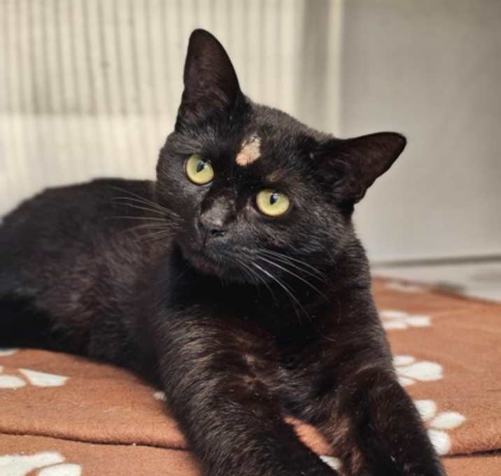 Photo of Tsukuyomi-ADOPTED