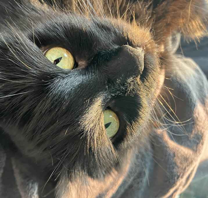 Photo of Mama Kitty