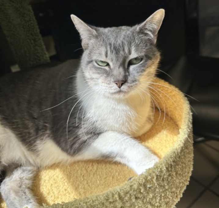 Photo of Stella