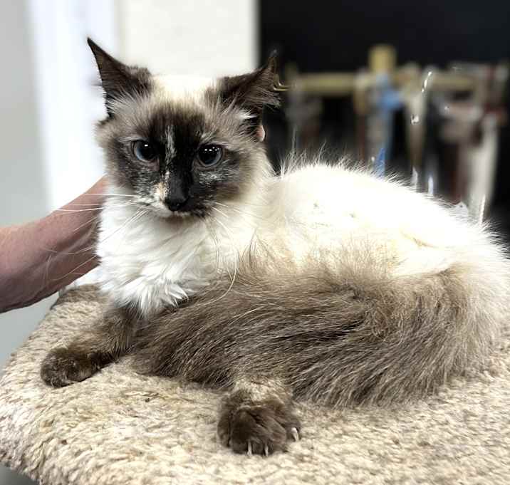 Photo of Athena