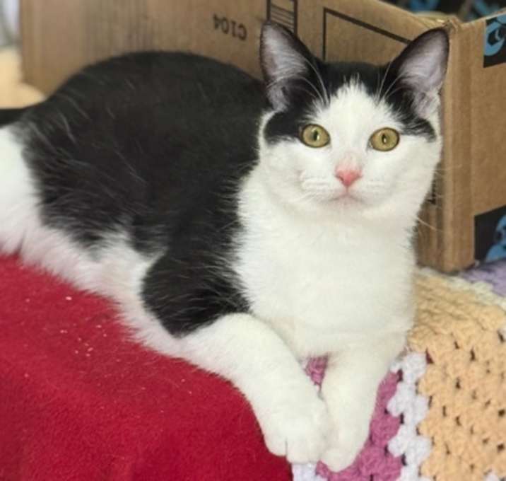 Photo of Chippy