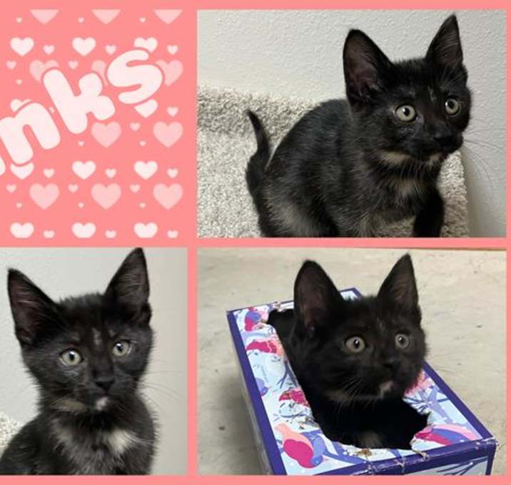 Photo of BINKS