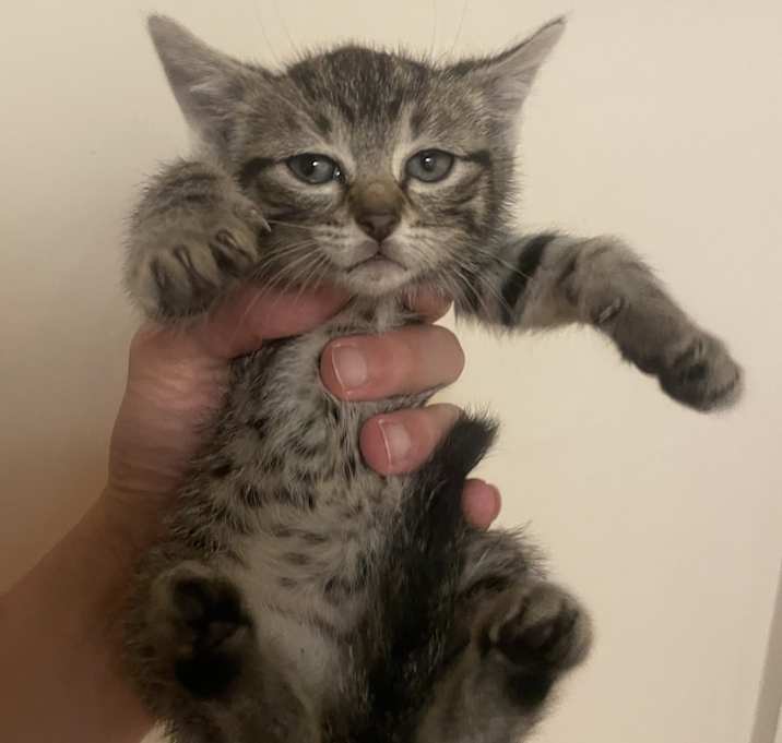 Photo of Stripes