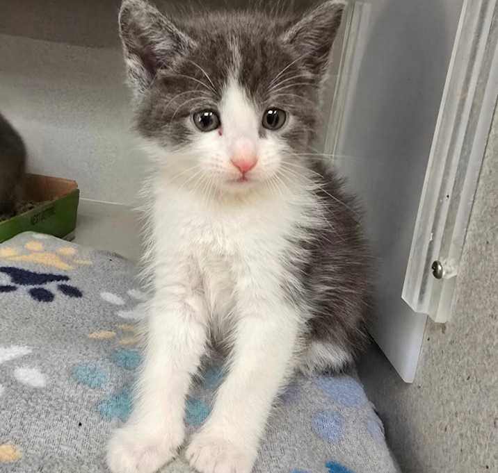 Photo of Smokey