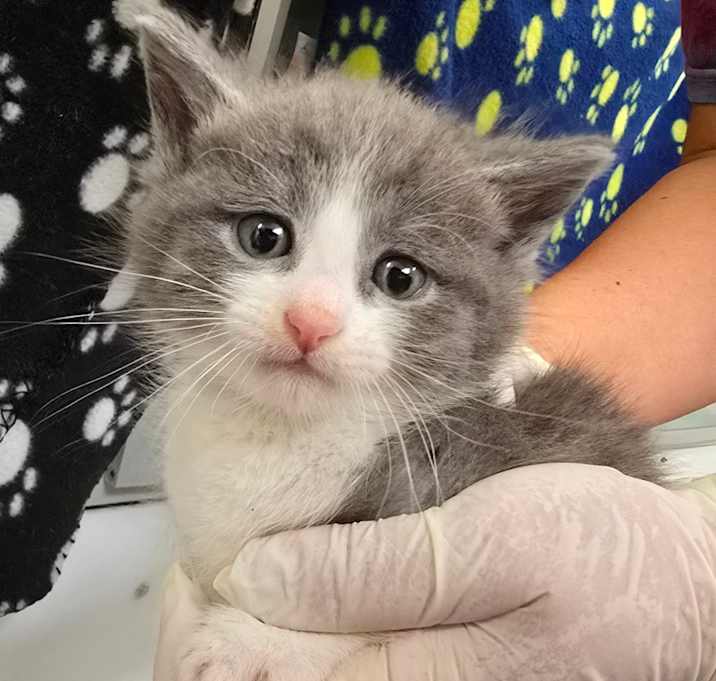 Photo of Dusty