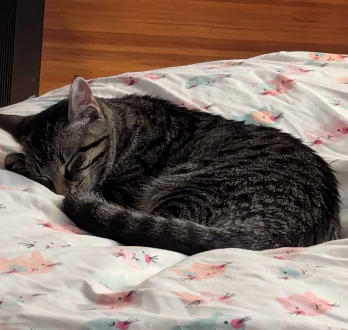 Photo of Annie