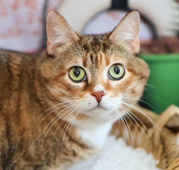 Photo of Cleo