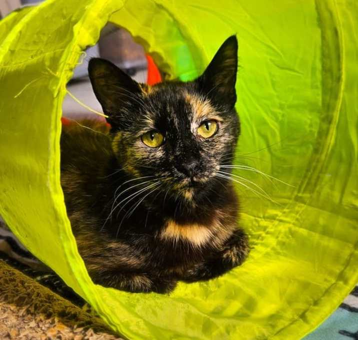 Photo of Zelda