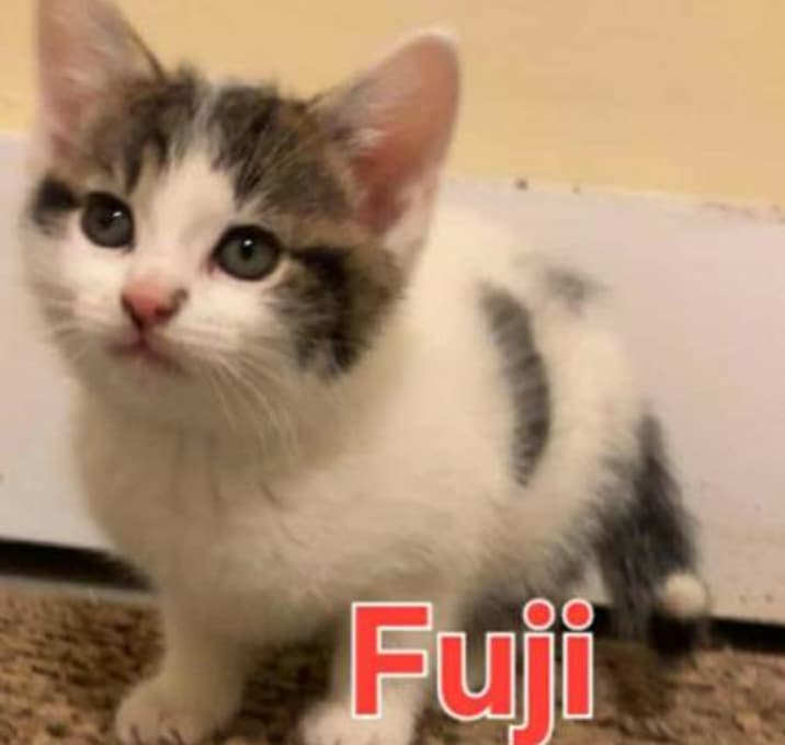 Photo of Fuji
