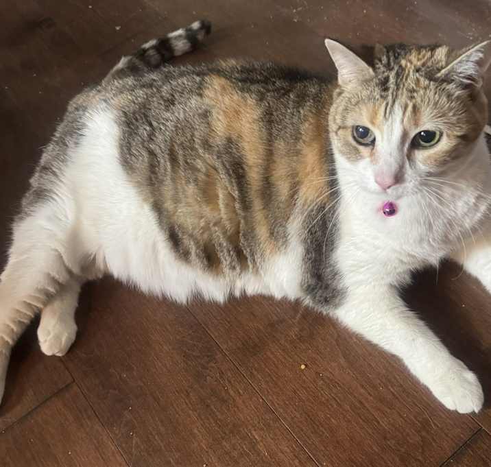 Photo of GiGi