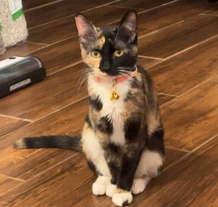 Photo of Binx