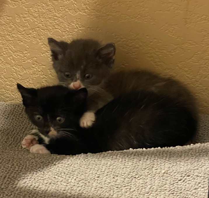 Photo of 2 Found Kittens