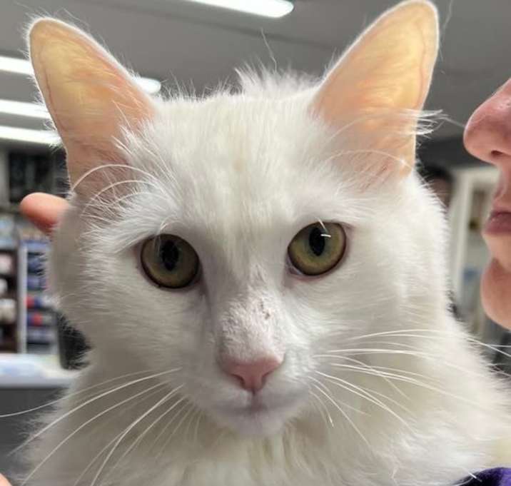Photo of Falkor