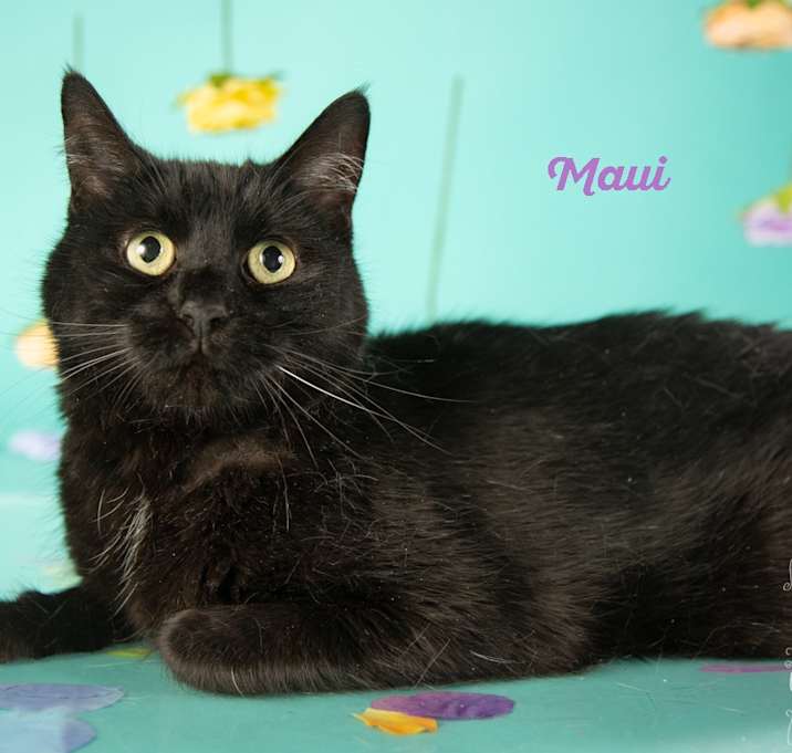 Photo of Maui