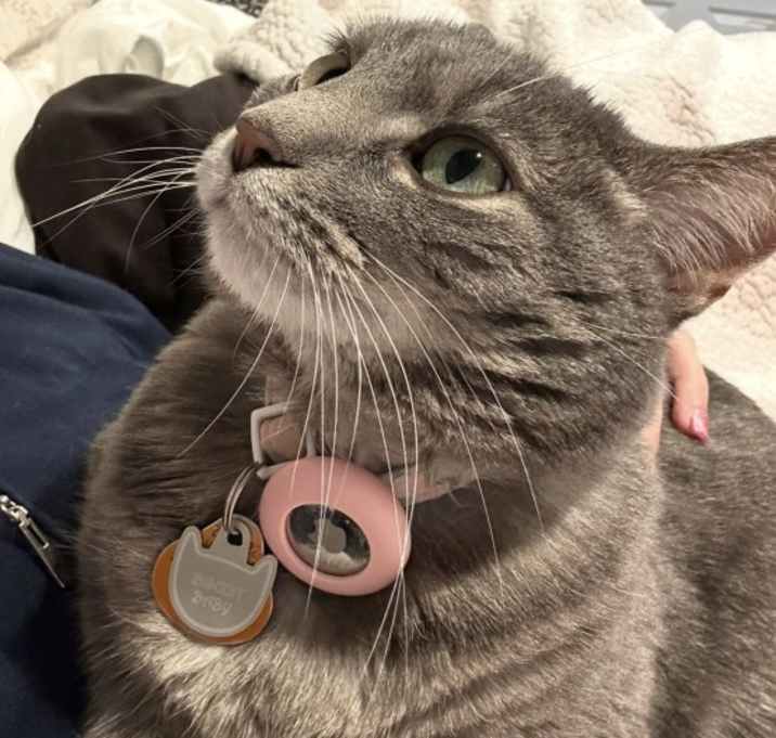 Photo of Biscuit